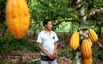 Latinoamérica produce el 80% del cacao prime del mundo